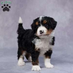 Dakota, Mini Bernedoodle Puppy